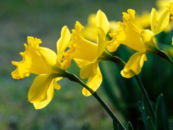 Daffodil Tips